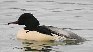 Common Merganser