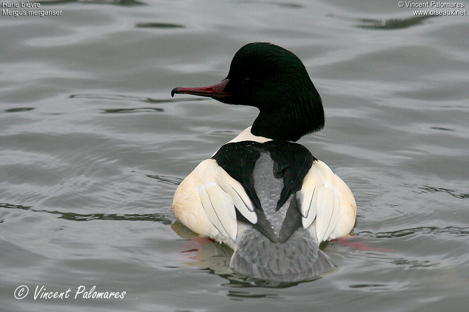 Common Merganser male