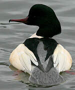 Common Merganser