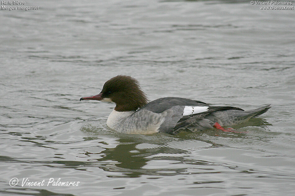 Common Merganser female