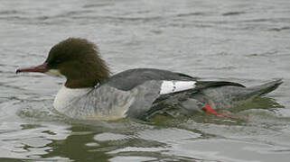 Common Merganser