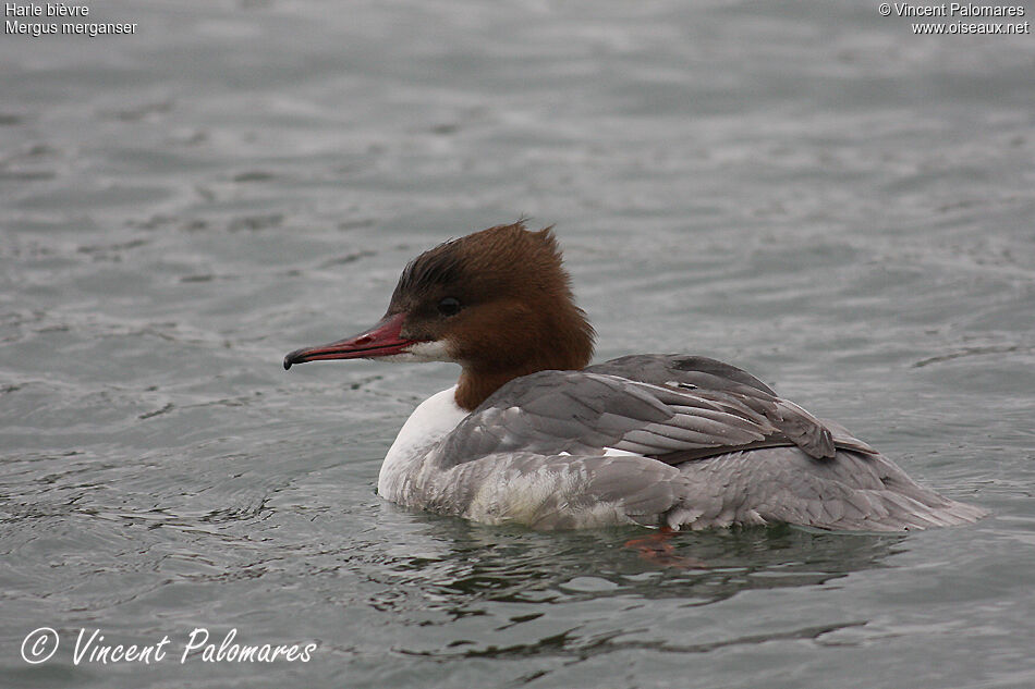 Common Merganser