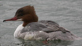 Common Merganser