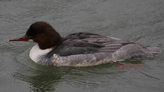 Common Merganser