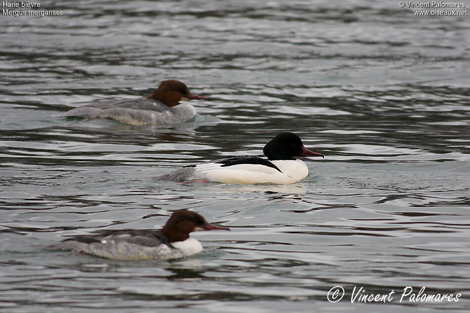 Common Merganser