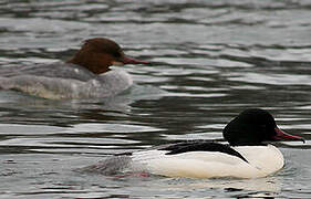 Common Merganser