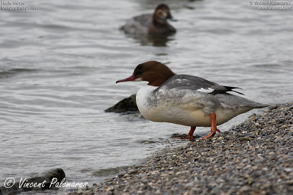 Common Merganser