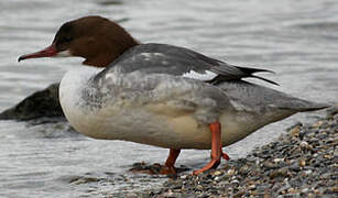 Common Merganser