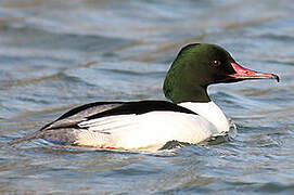 Common Merganser