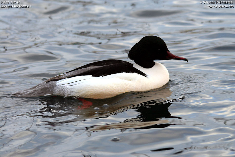 Common Merganser