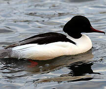 Common Merganser