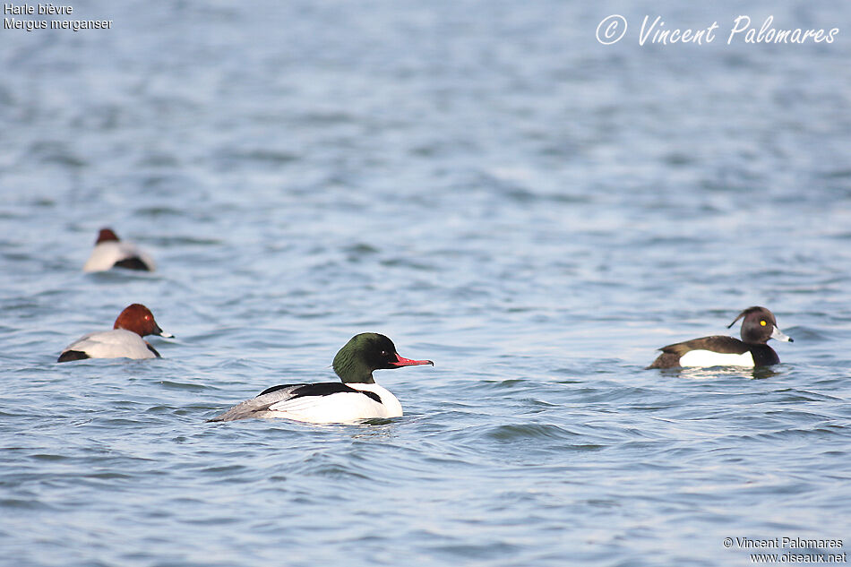 Common Merganser male adult