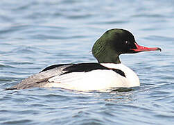 Common Merganser