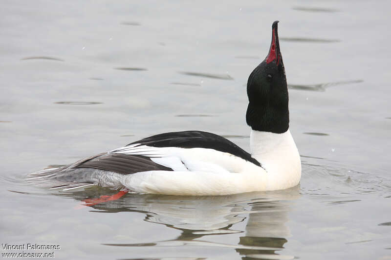 Common Merganser male adult breeding, courting display