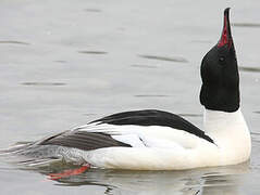 Common Merganser
