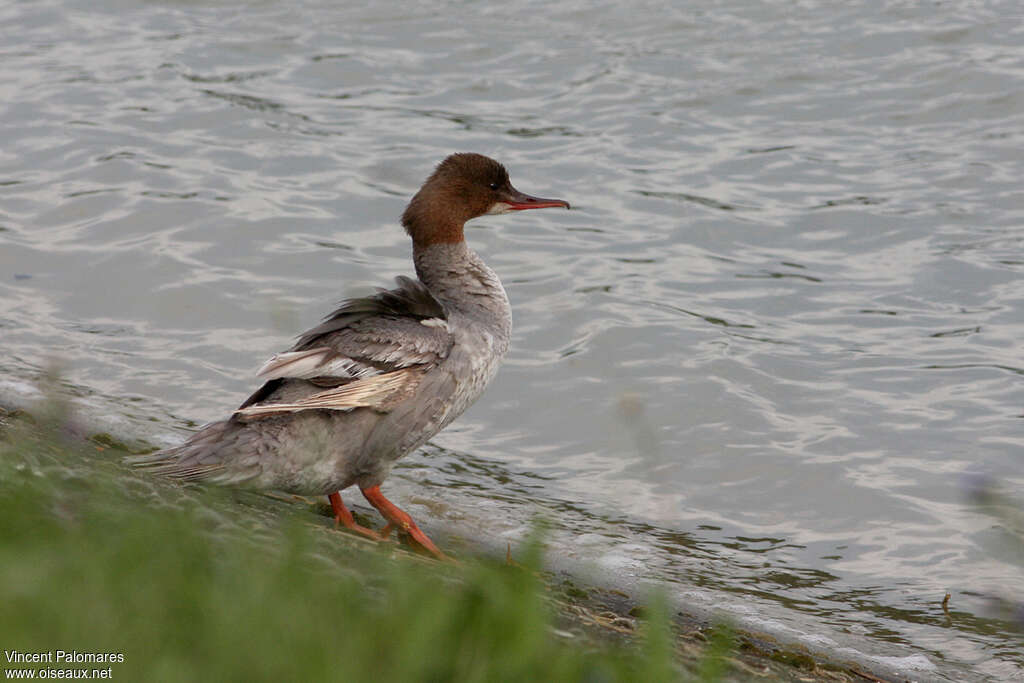 Harle bièvre1ère année, identification