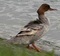 Common Merganser