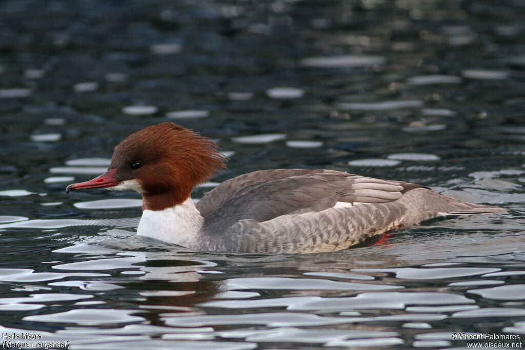 Common Merganser female