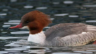 Common Merganser