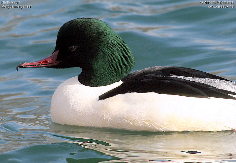 Common Merganser