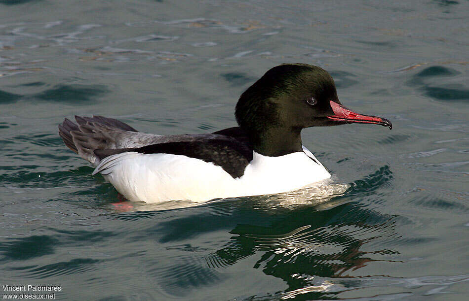 Common Merganser male adult, swimming