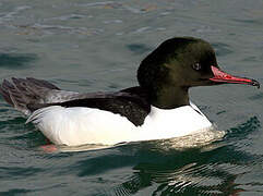 Common Merganser