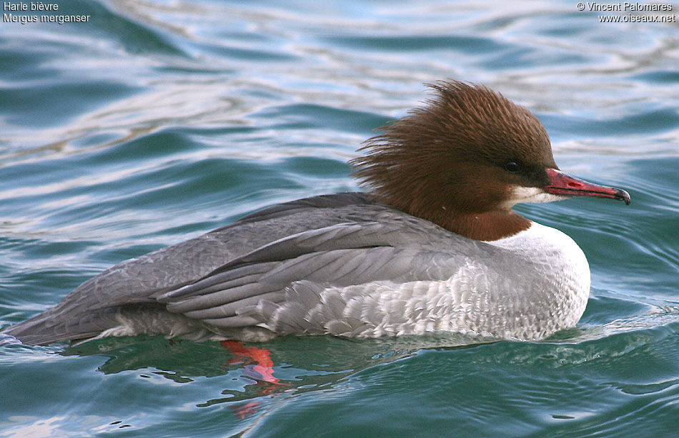 Common Merganser