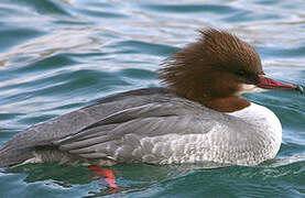 Common Merganser