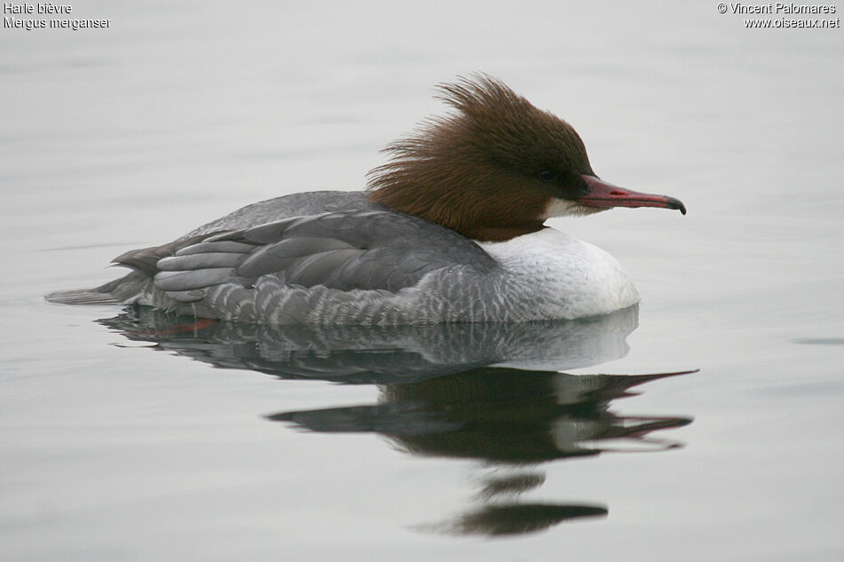 Common Merganser female