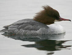 Common Merganser