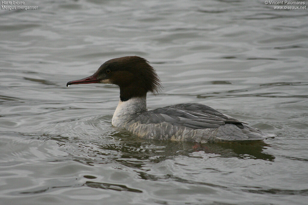 Common Merganser