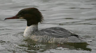 Common Merganser