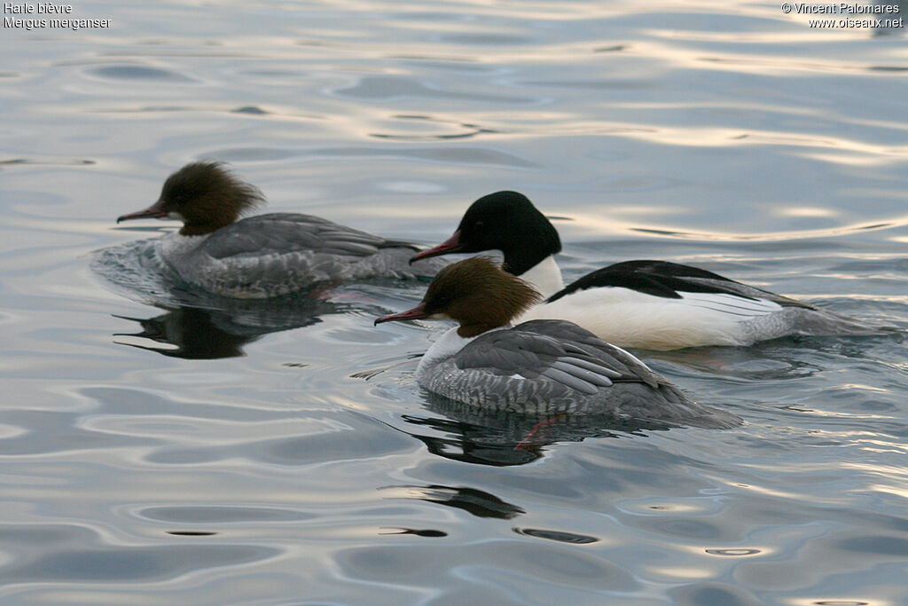 Common Merganser