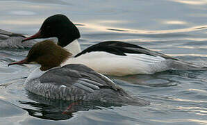 Common Merganser