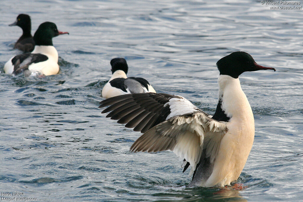 Common Merganser