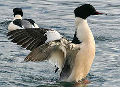 Common Merganser