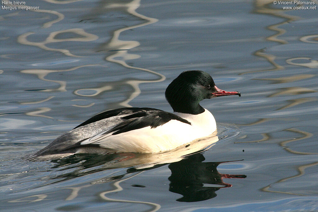 Common Merganser