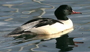 Common Merganser