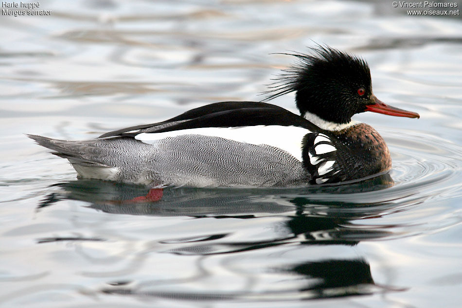 Red-breasted Merganser