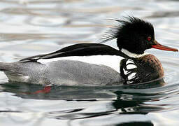 Red-breasted Merganser