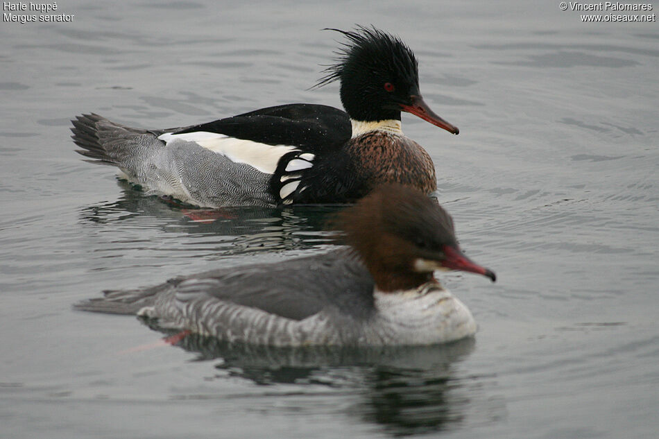 Red-breasted Merganser male