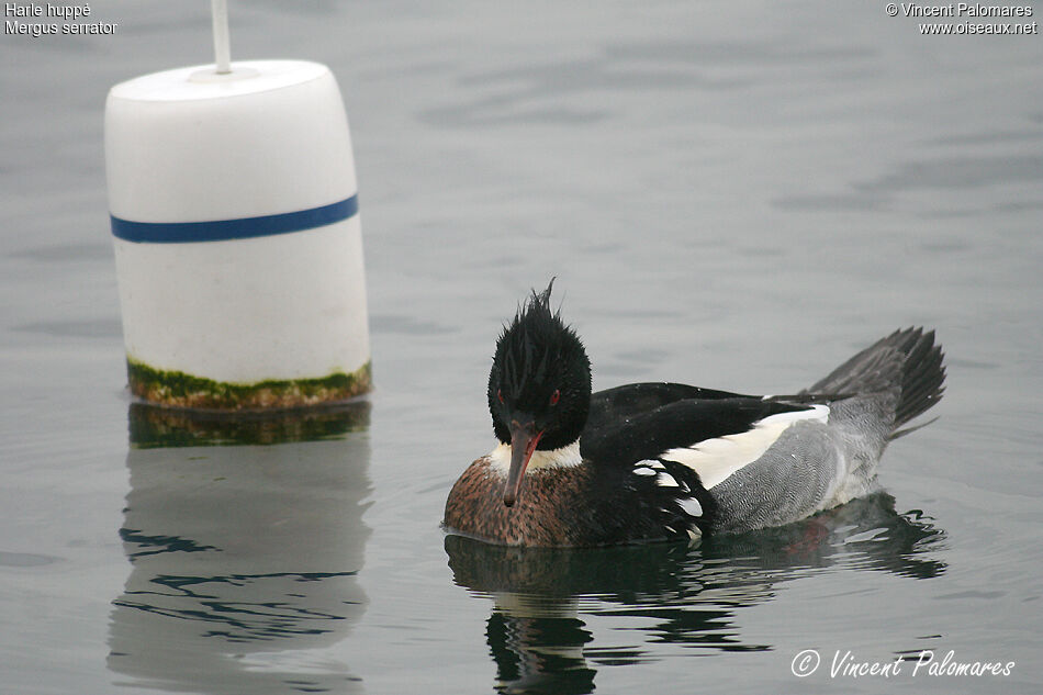 Red-breasted Merganser male adult