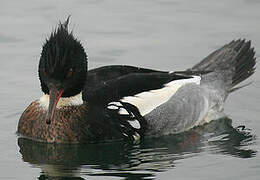 Red-breasted Merganser