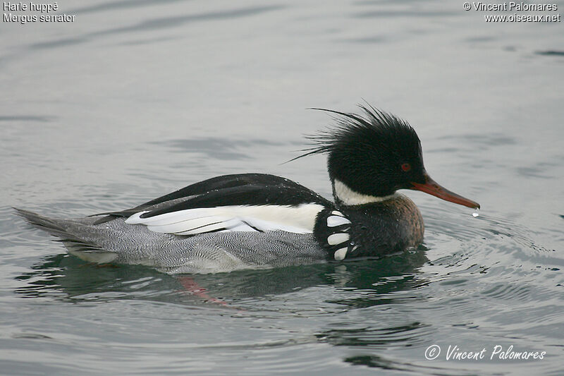 Red-breasted Merganser male adult
