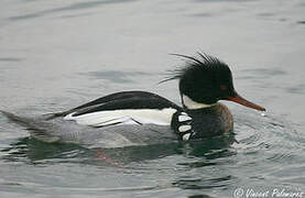 Red-breasted Merganser