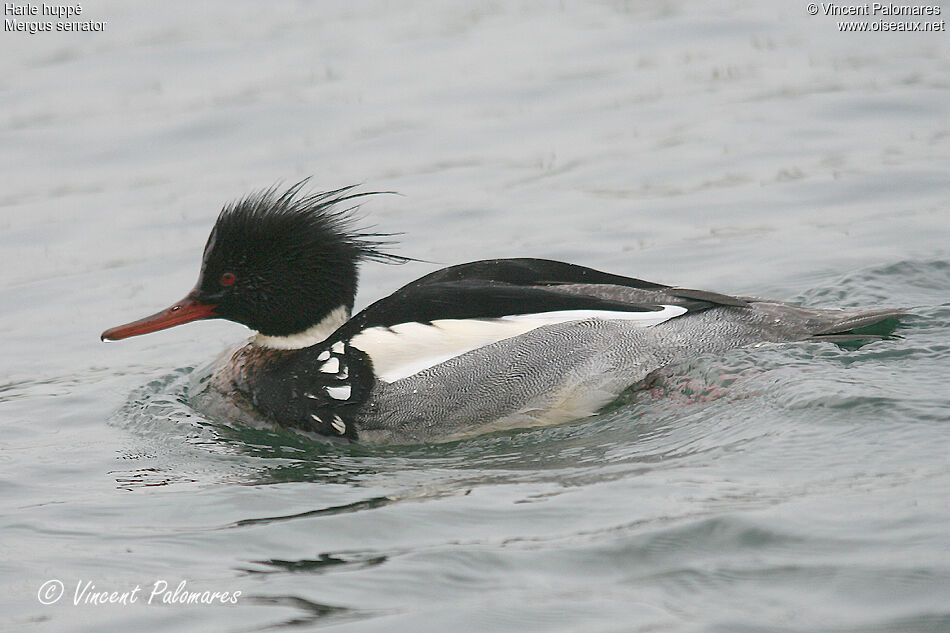 Red-breasted Merganser male adult