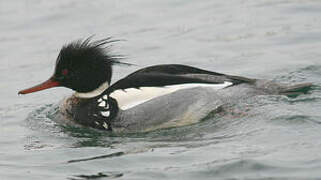 Red-breasted Merganser