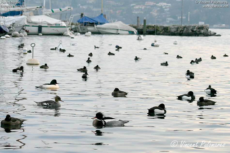 Red-breasted Merganser 