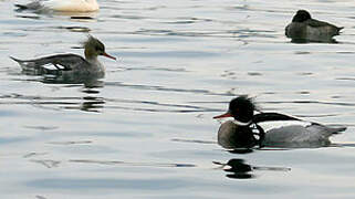 Red-breasted Merganser