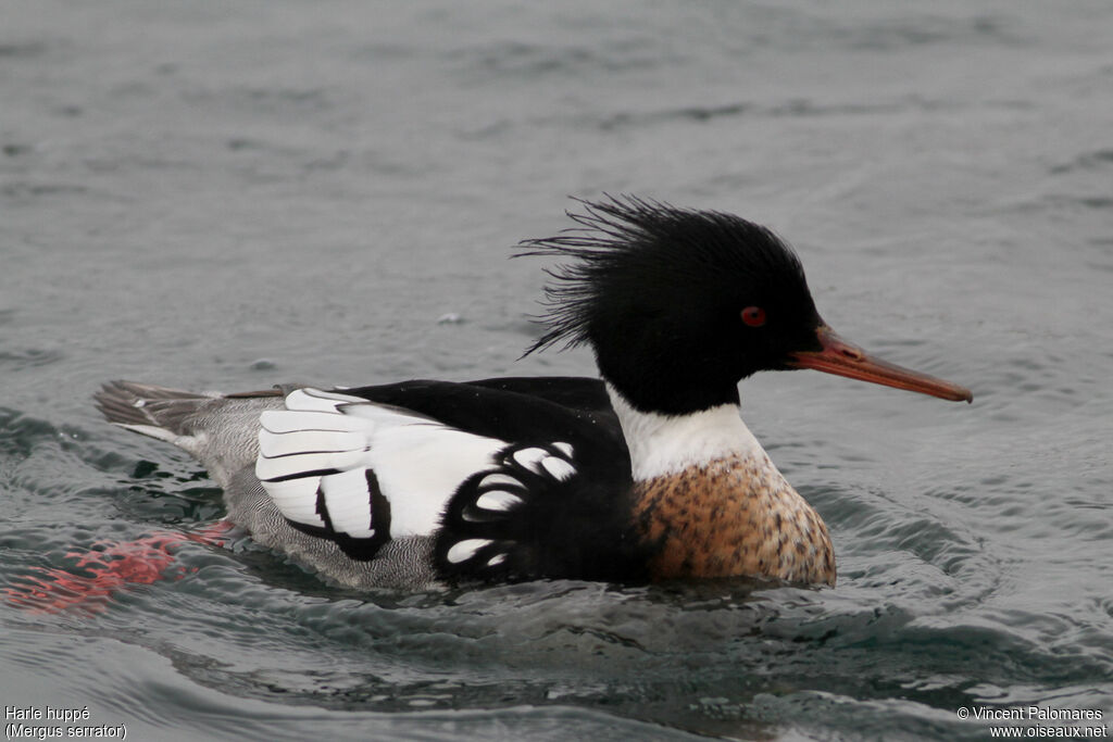 Red-breasted Merganser male adult breeding